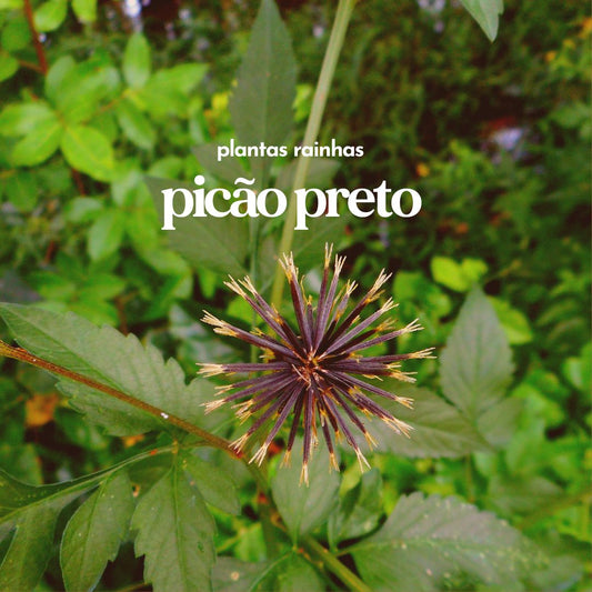 Plantas Rainhas 🌿 Picão Preto: de erva daninha a um poderoso bioretinol brasileiro