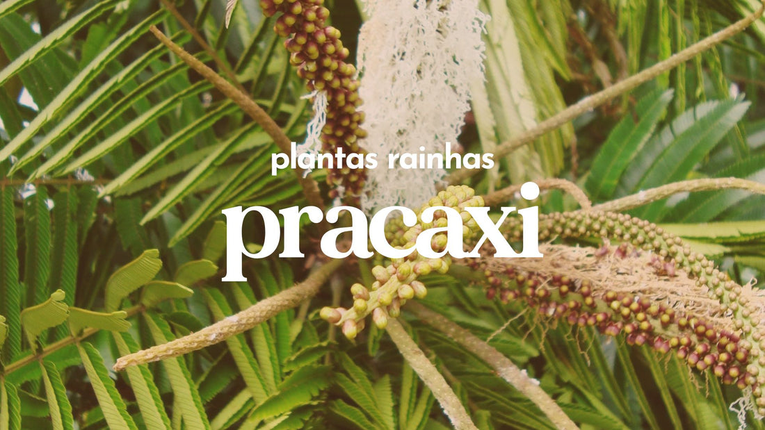 Plantas Rainhas 👑 Pracaxi: Um Tesouro Amazônico